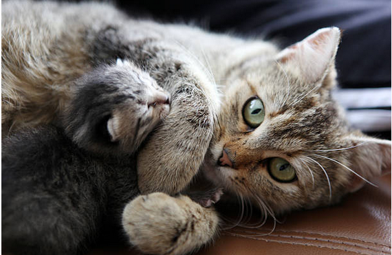 Naissance chaton : la gestation et la mise bas chez la chatte